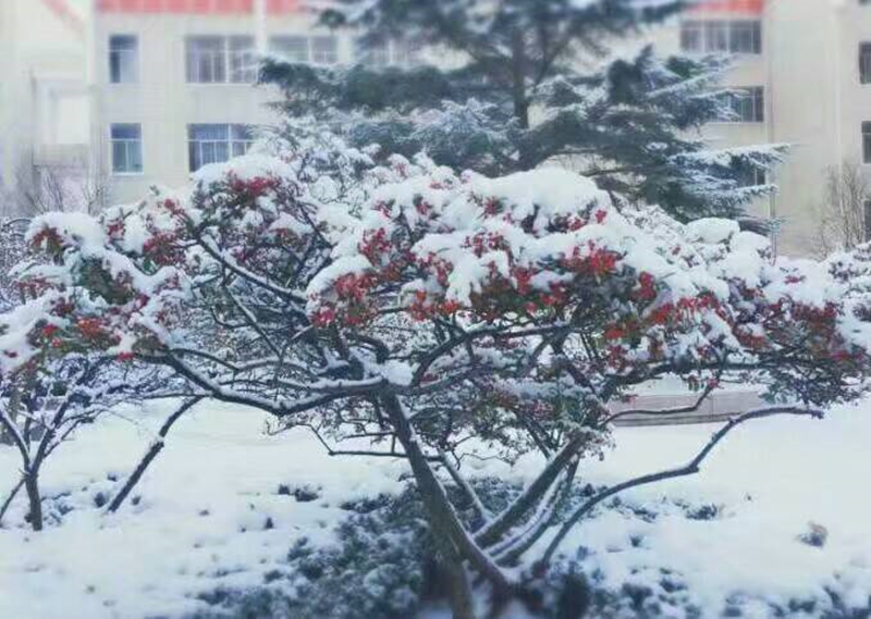 雪景 (7).jpg